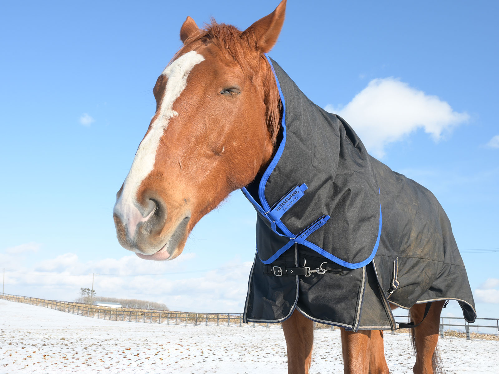 サンビュートの画像