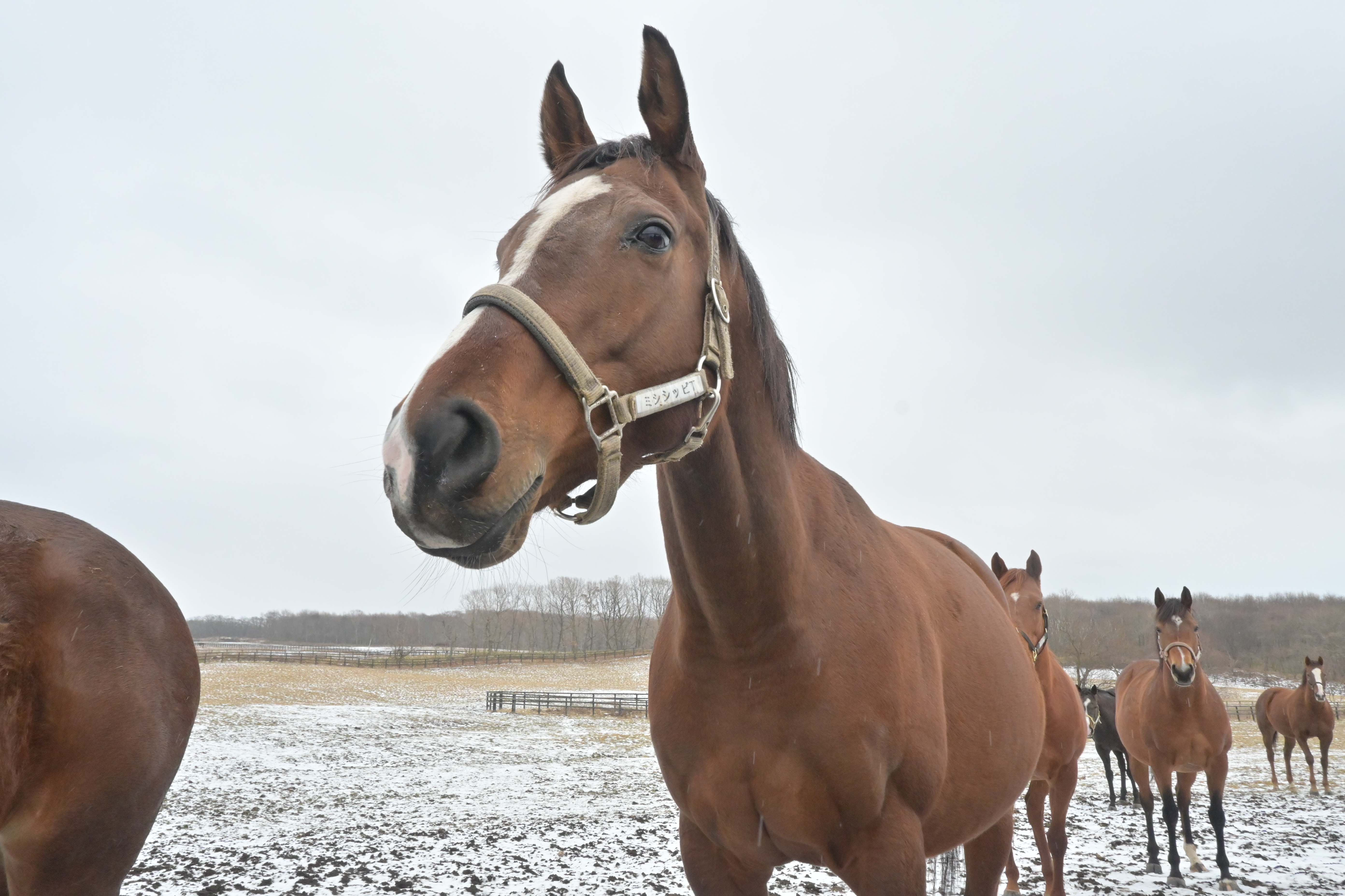 ミシシッピテソーロの画像