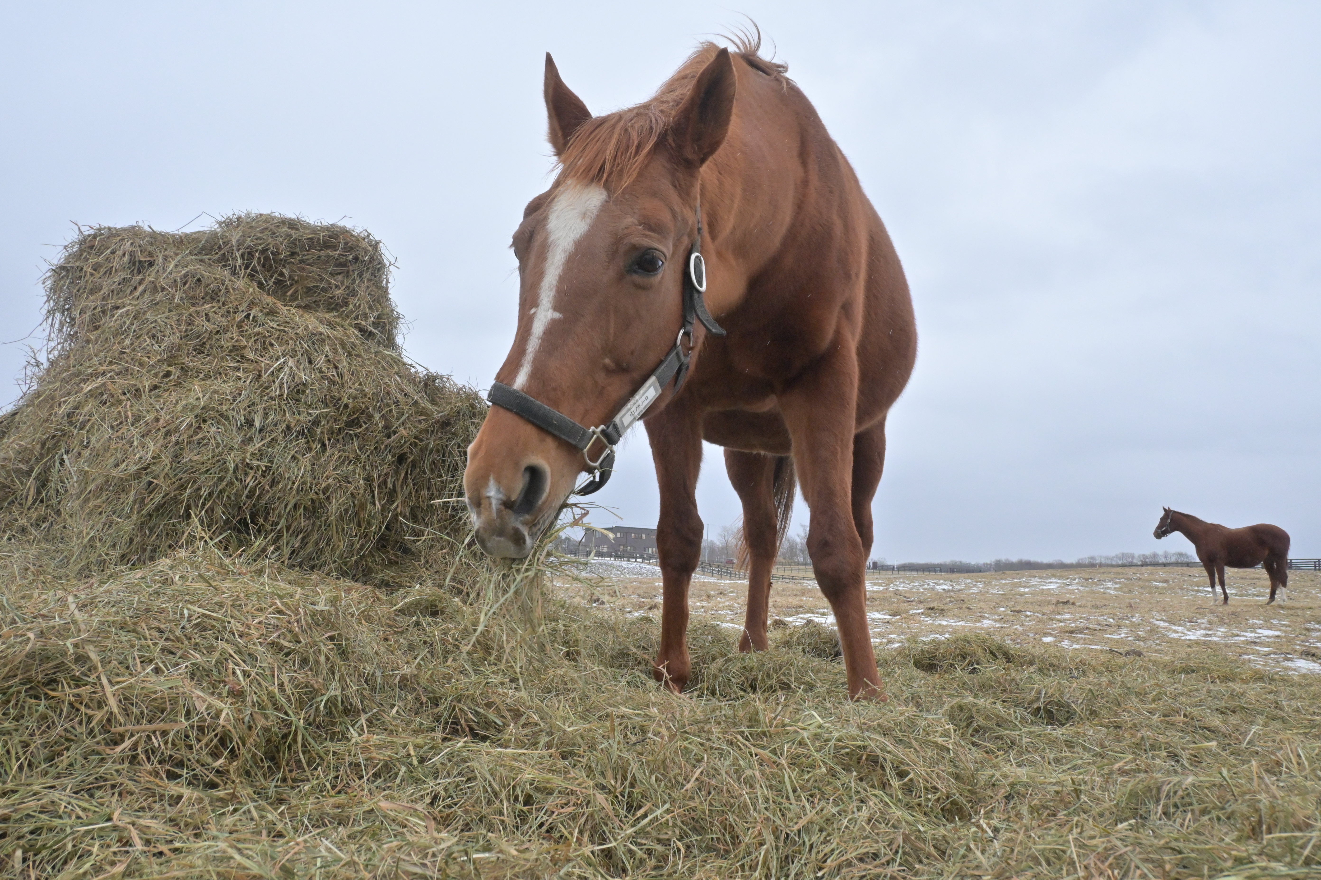 リエノテソーロの画像