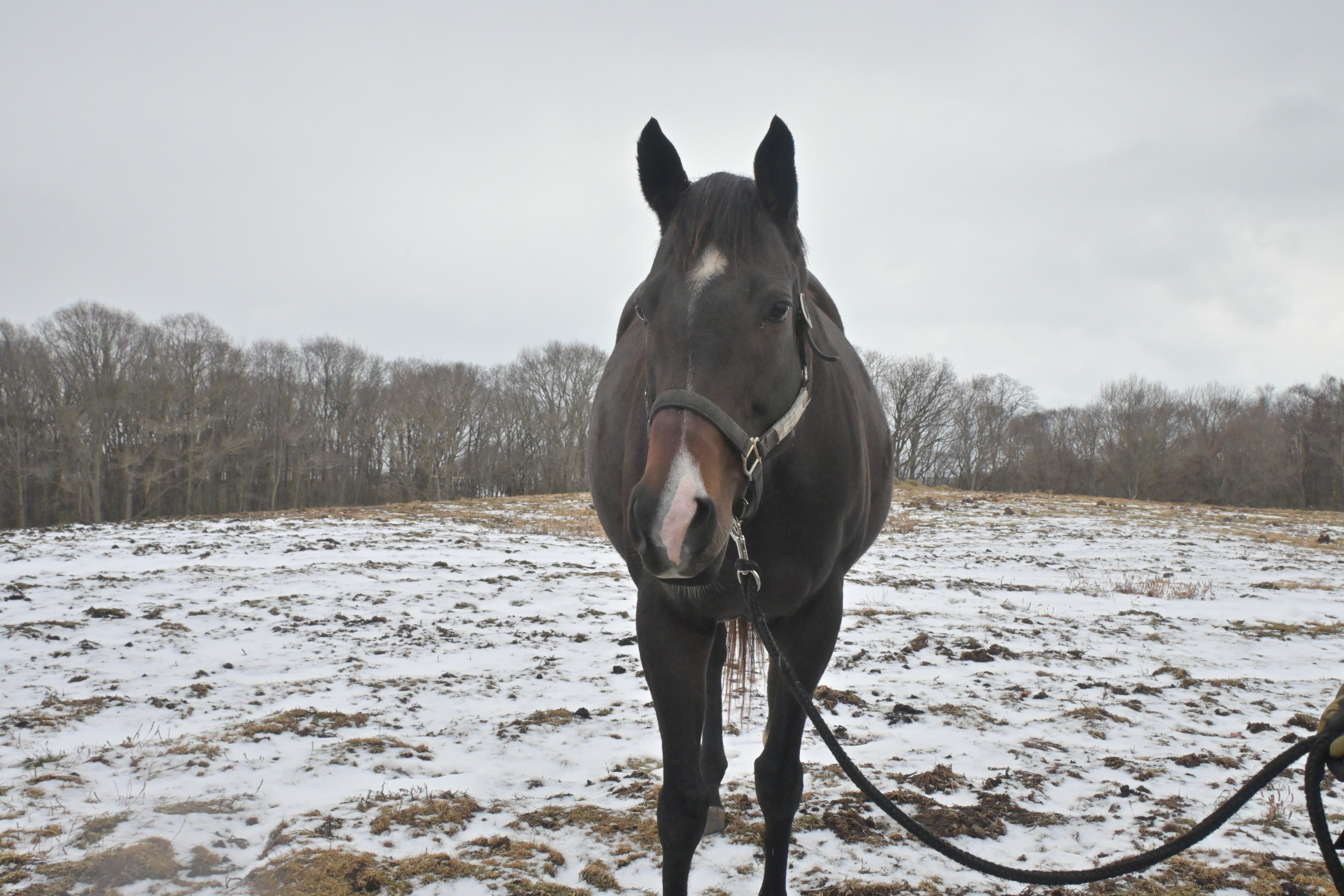 デトロイトテソーロの画像