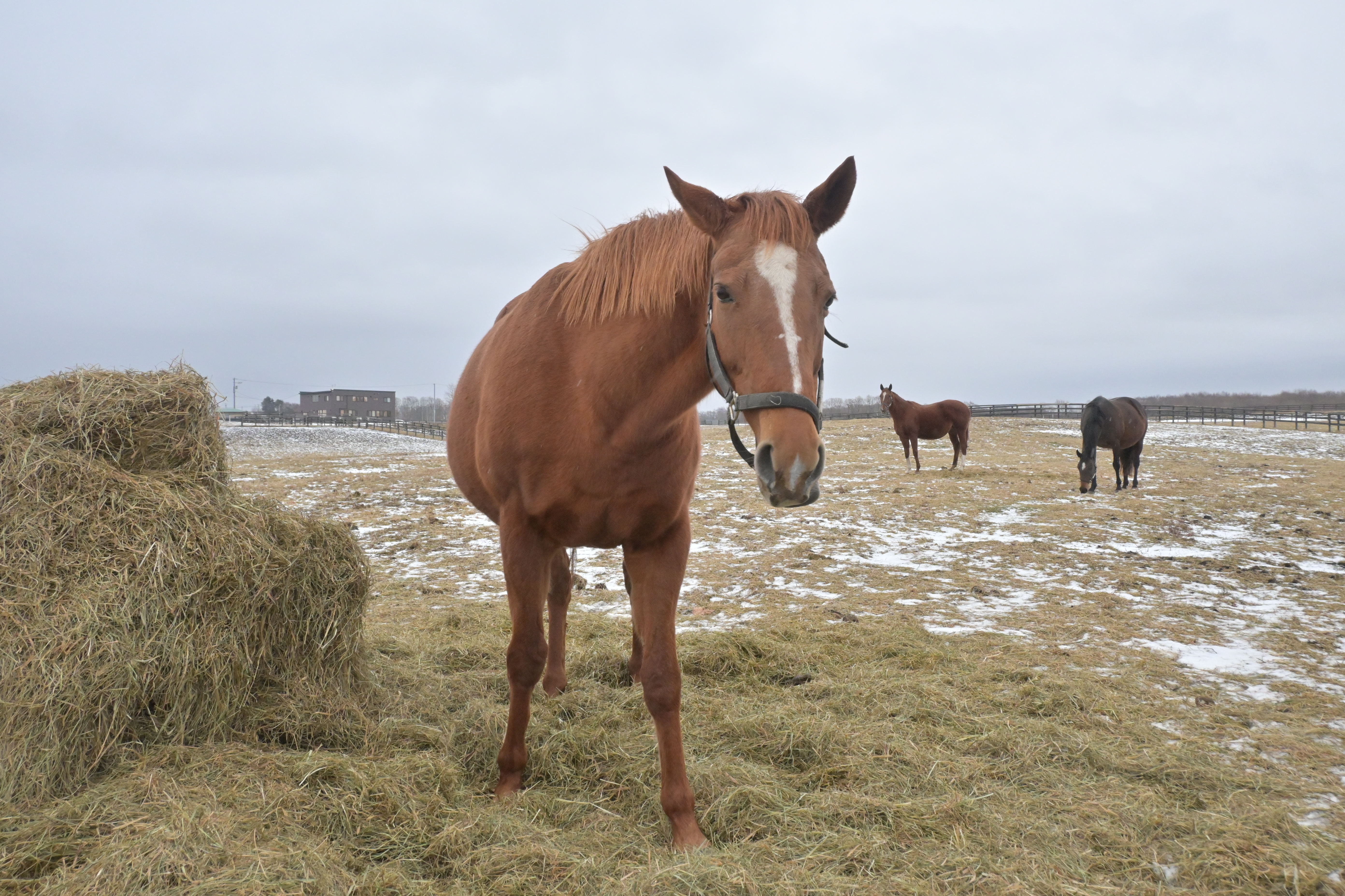 リエノテソーロのサブ画像