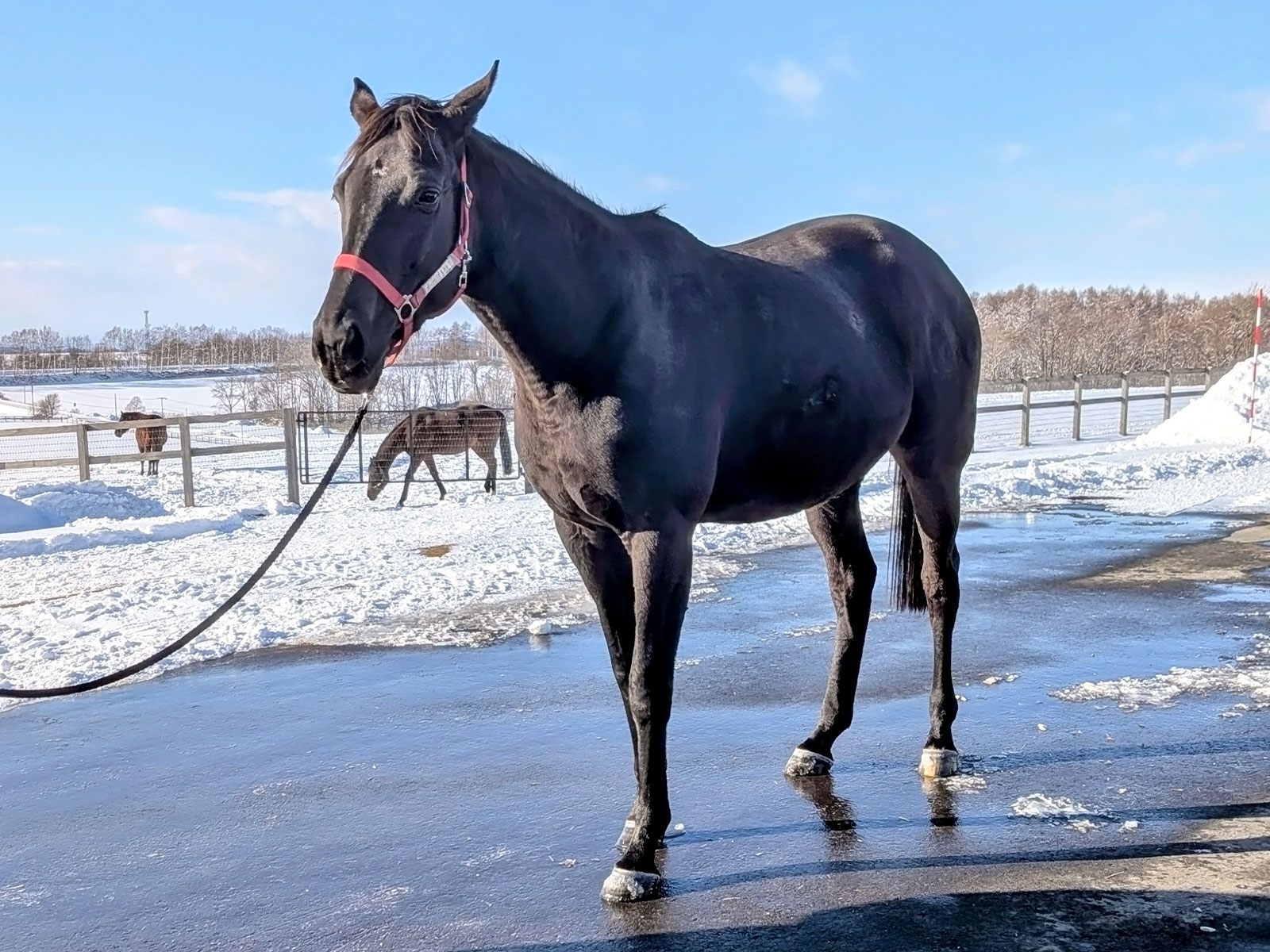 アーテルアストレアのサブ画像