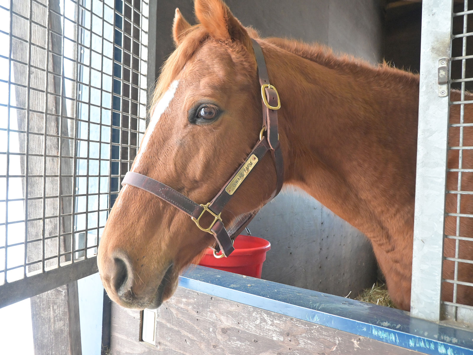 フォーエバーモアのサブ画像