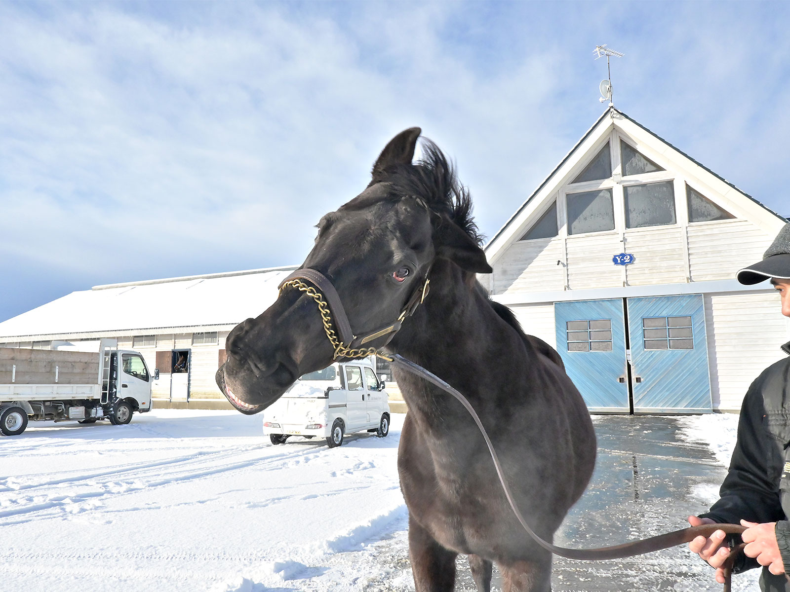 フェノーメノの画像