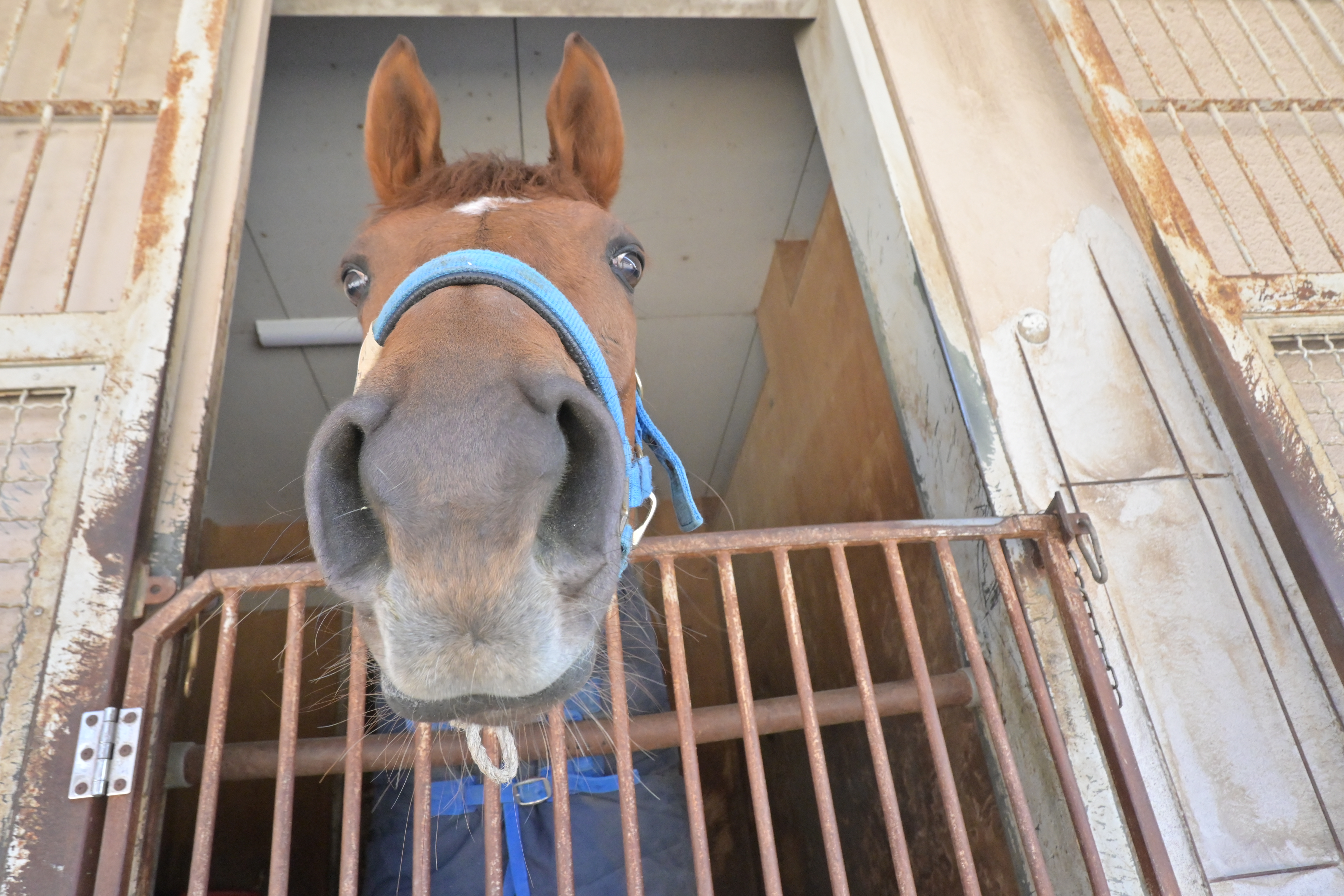 ミッテルラインのサブ画像