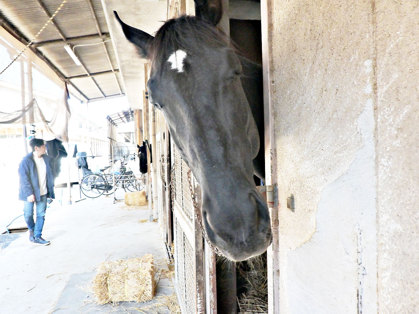 マイネルレクエルドのサブ画像