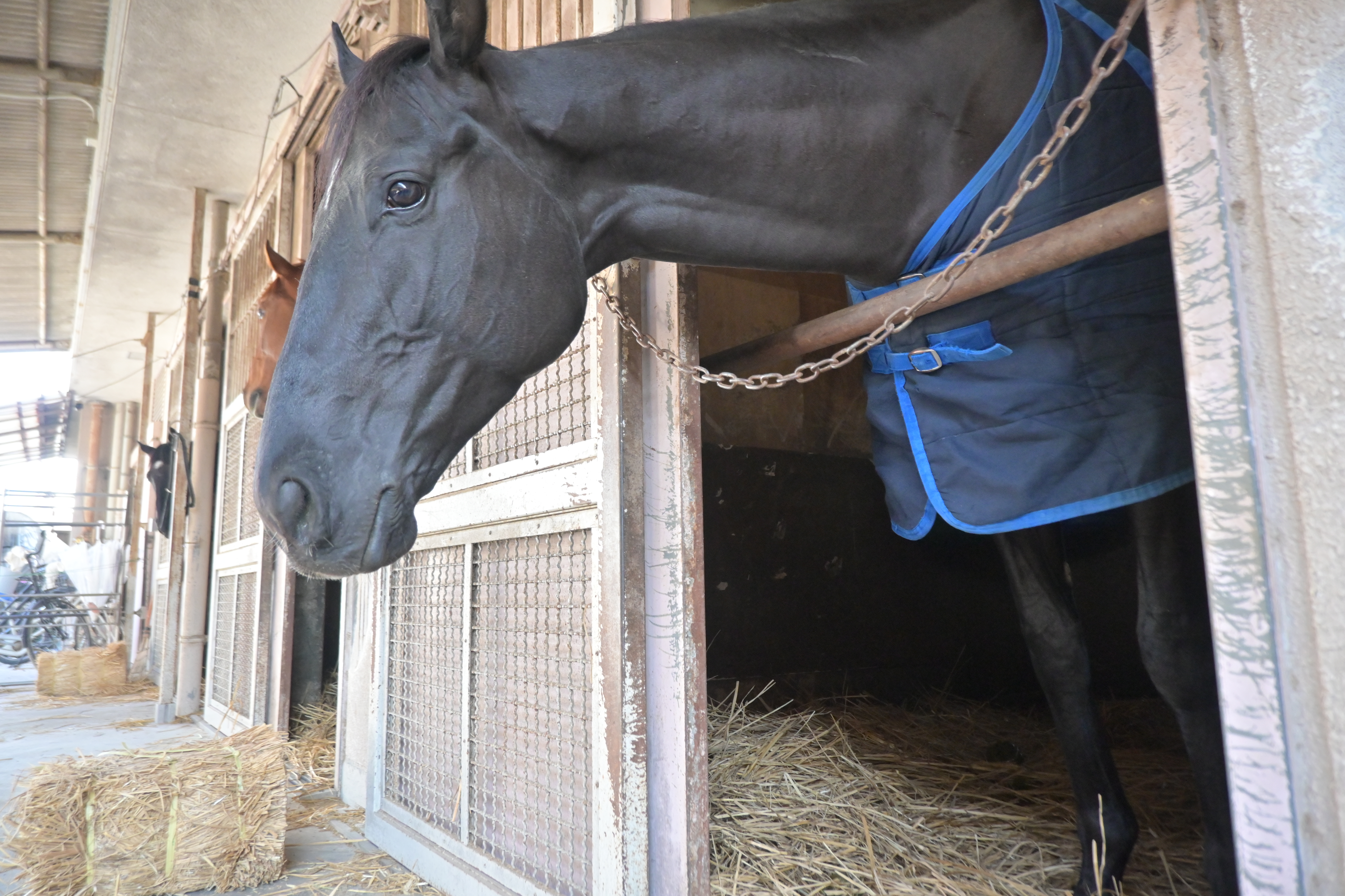 マイネルレクエルドのサブ画像