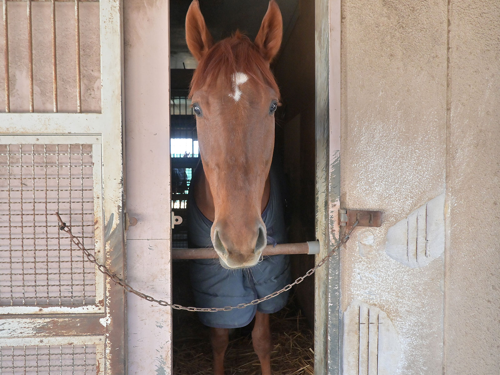テーオーニコラスのサブ画像
