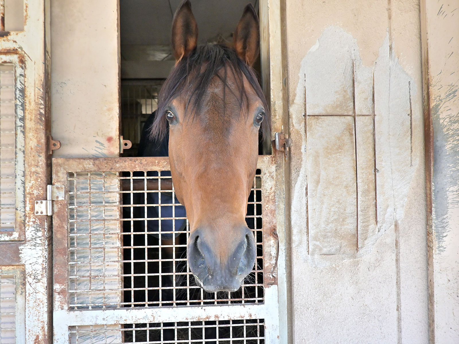 ゲンタツのサブ画像