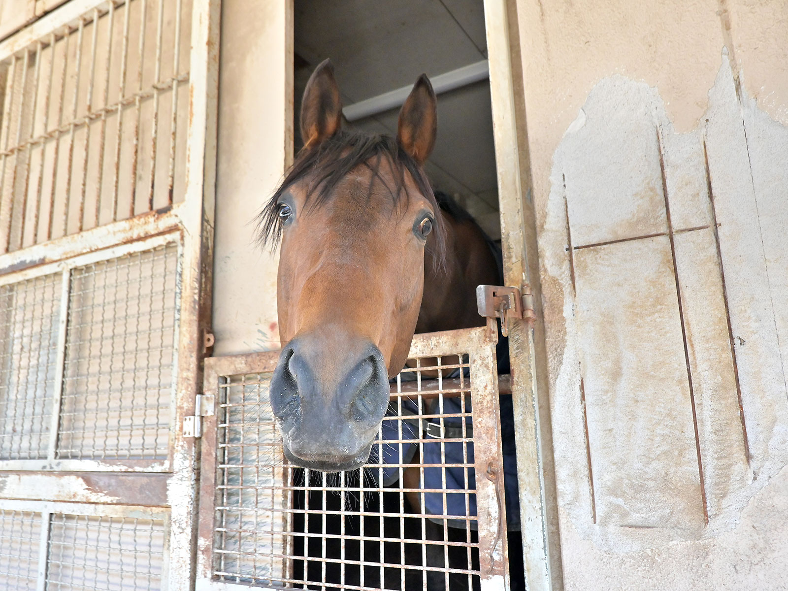 ゲンタツのサブ画像