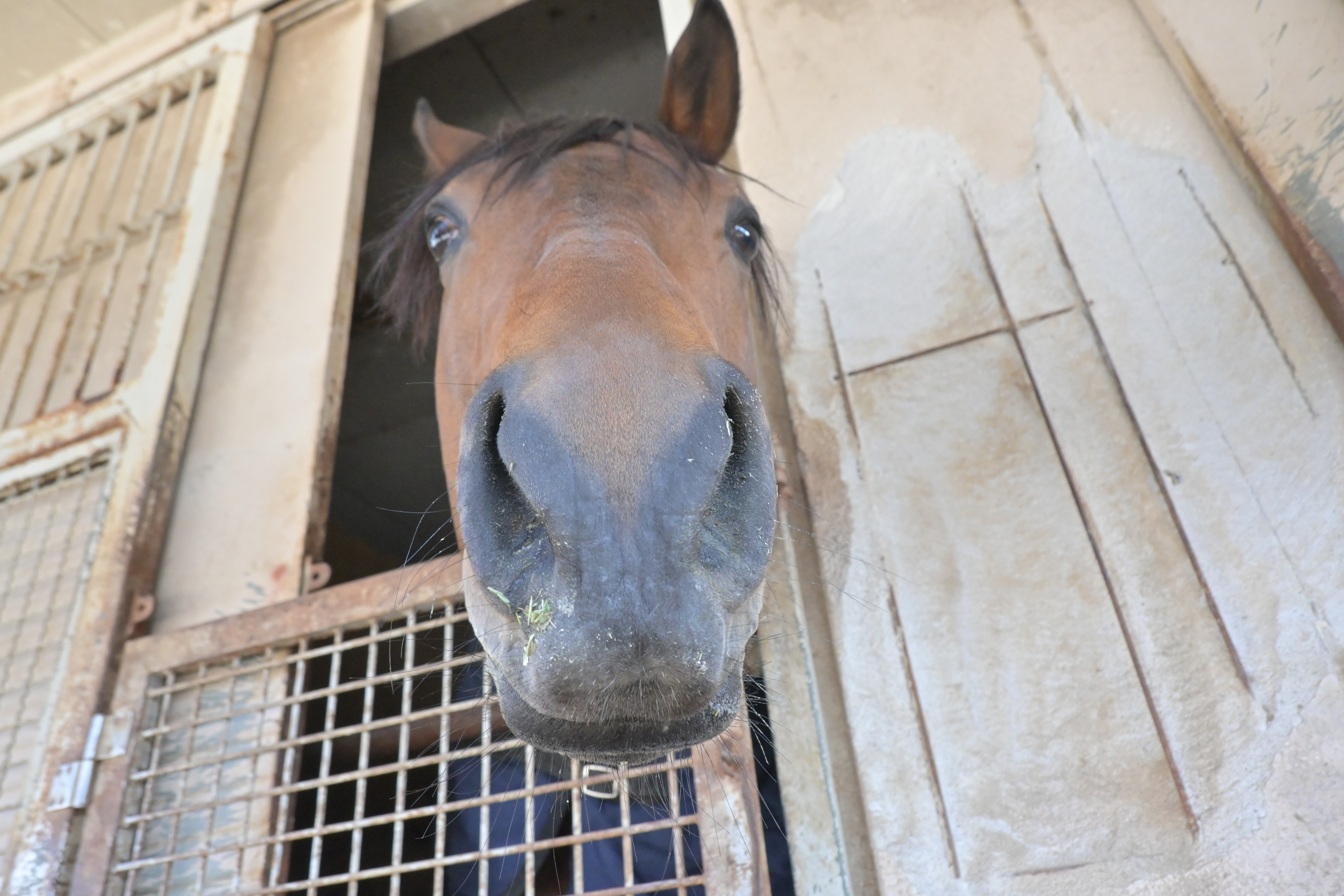 ゲンタツの画像