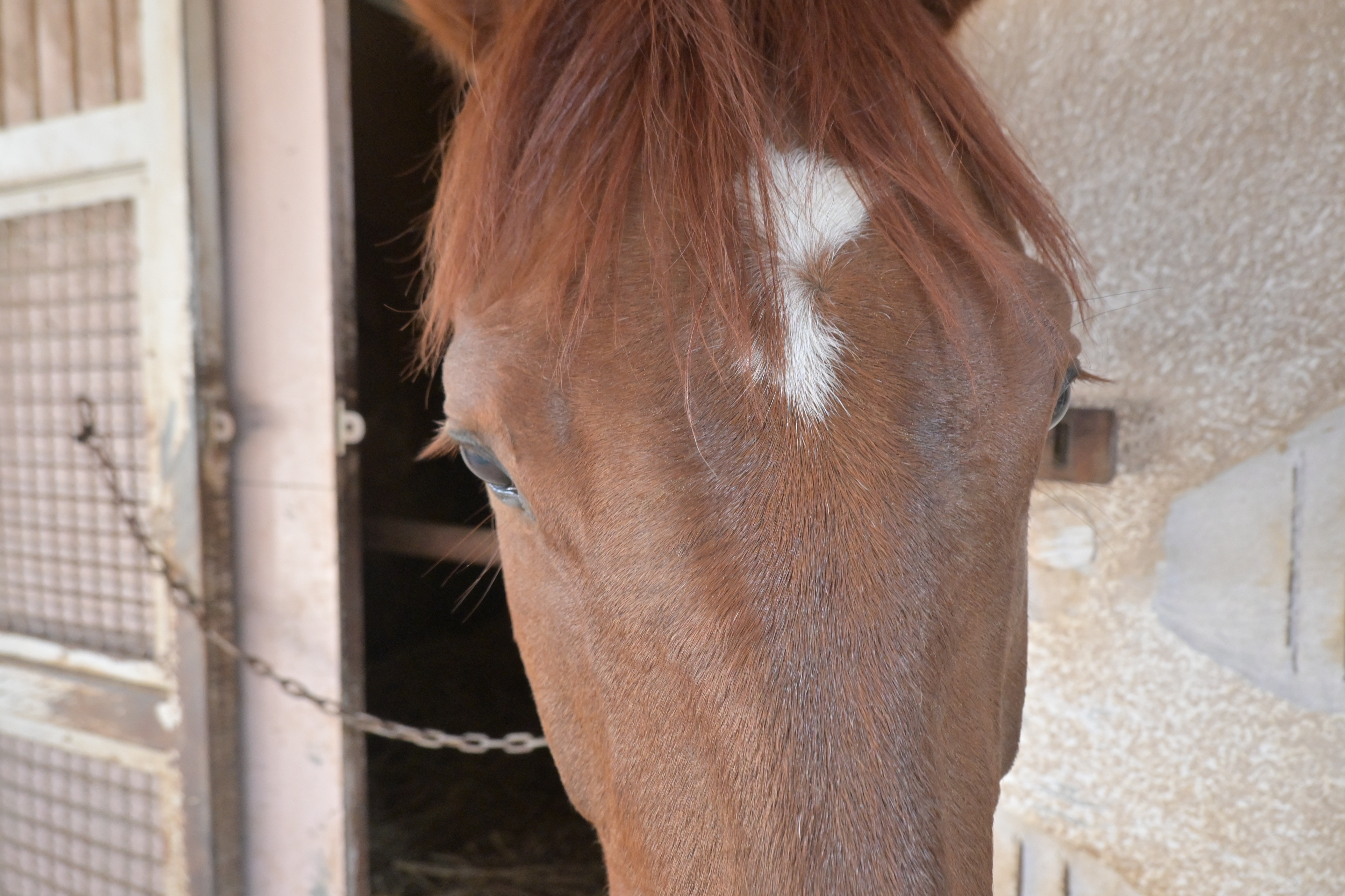 テーオーニコラスのサブ画像