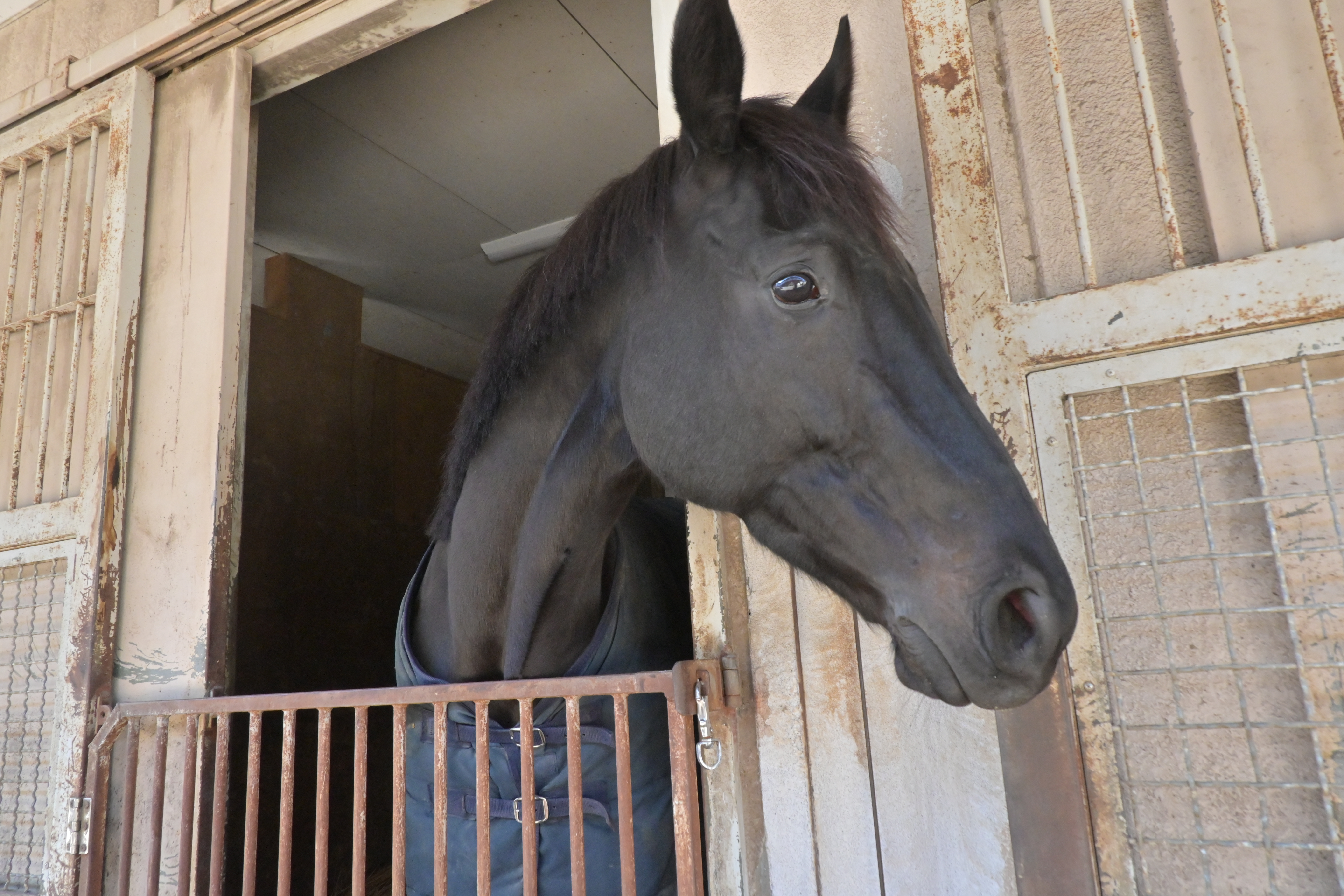 オズモポリタンのサブ画像