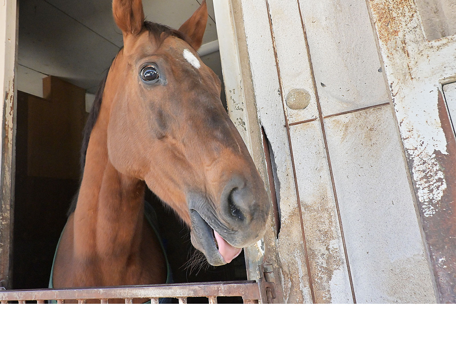 ローザーブルーのサブ画像