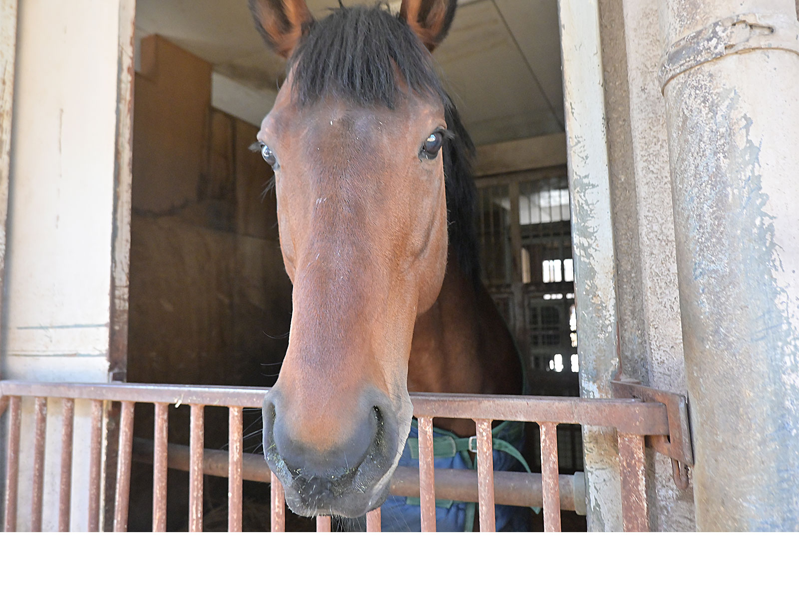 アポロファントムの画像