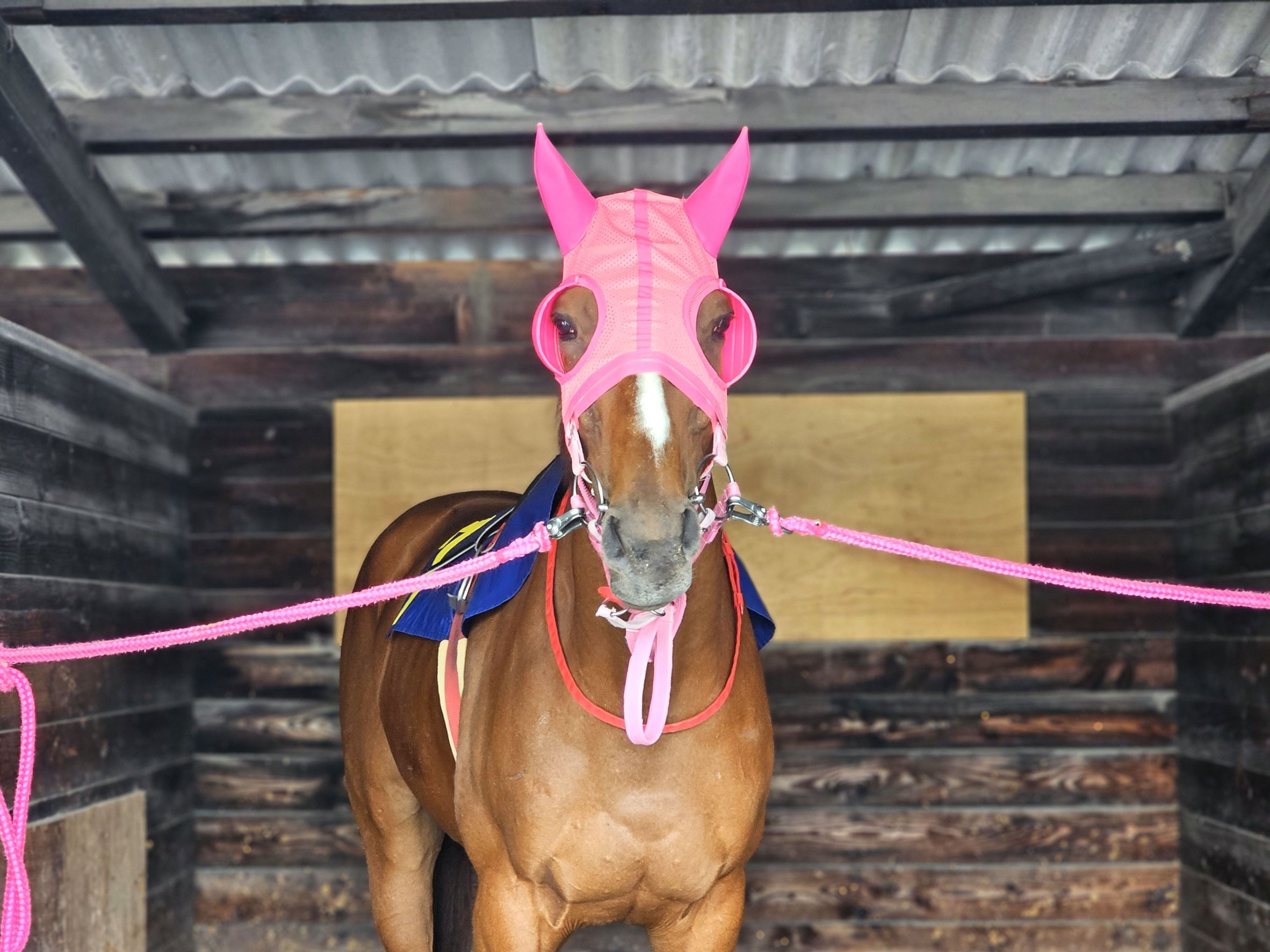 マイネルイヴィンスの画像