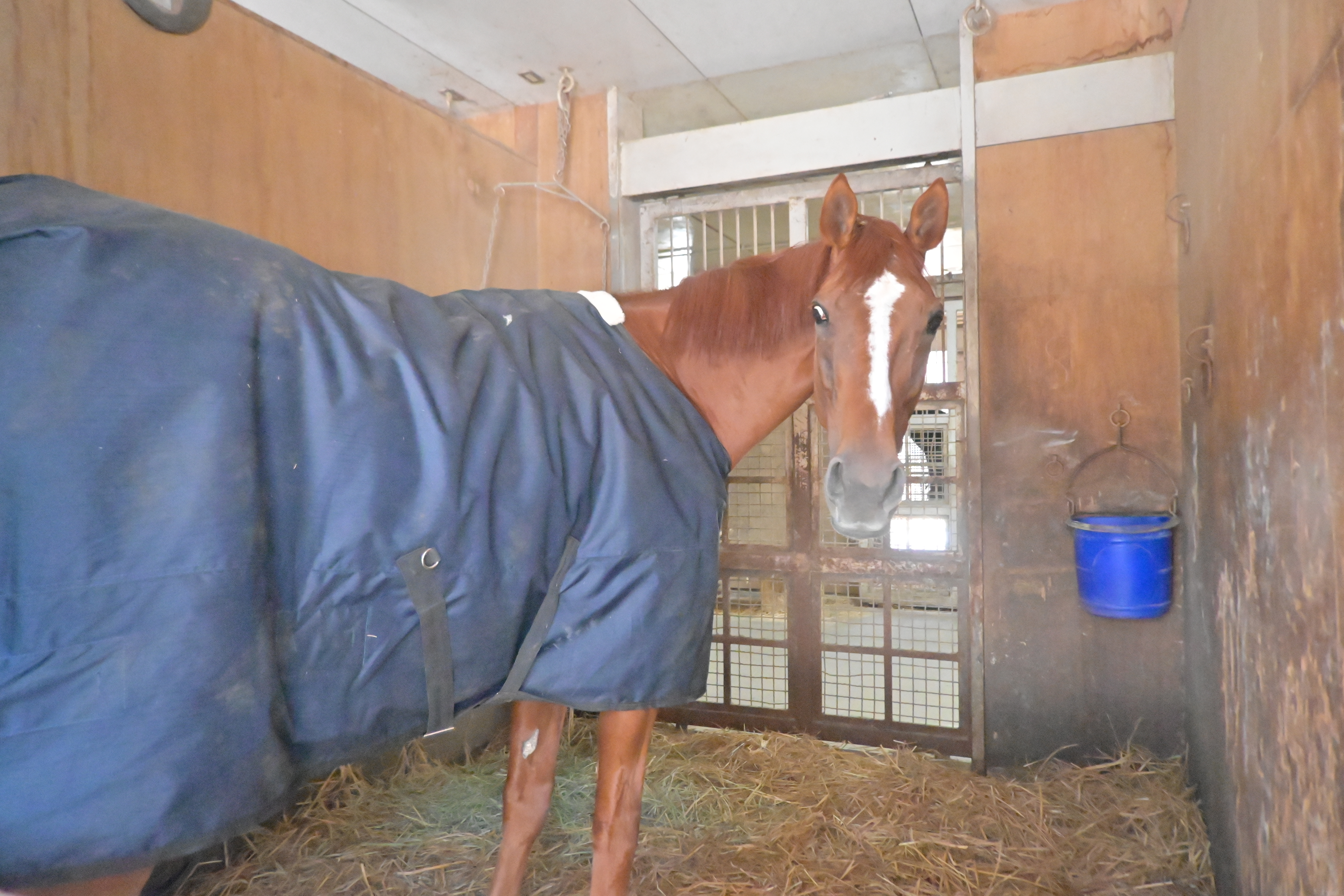 マイネルイヴィンスのサブ画像