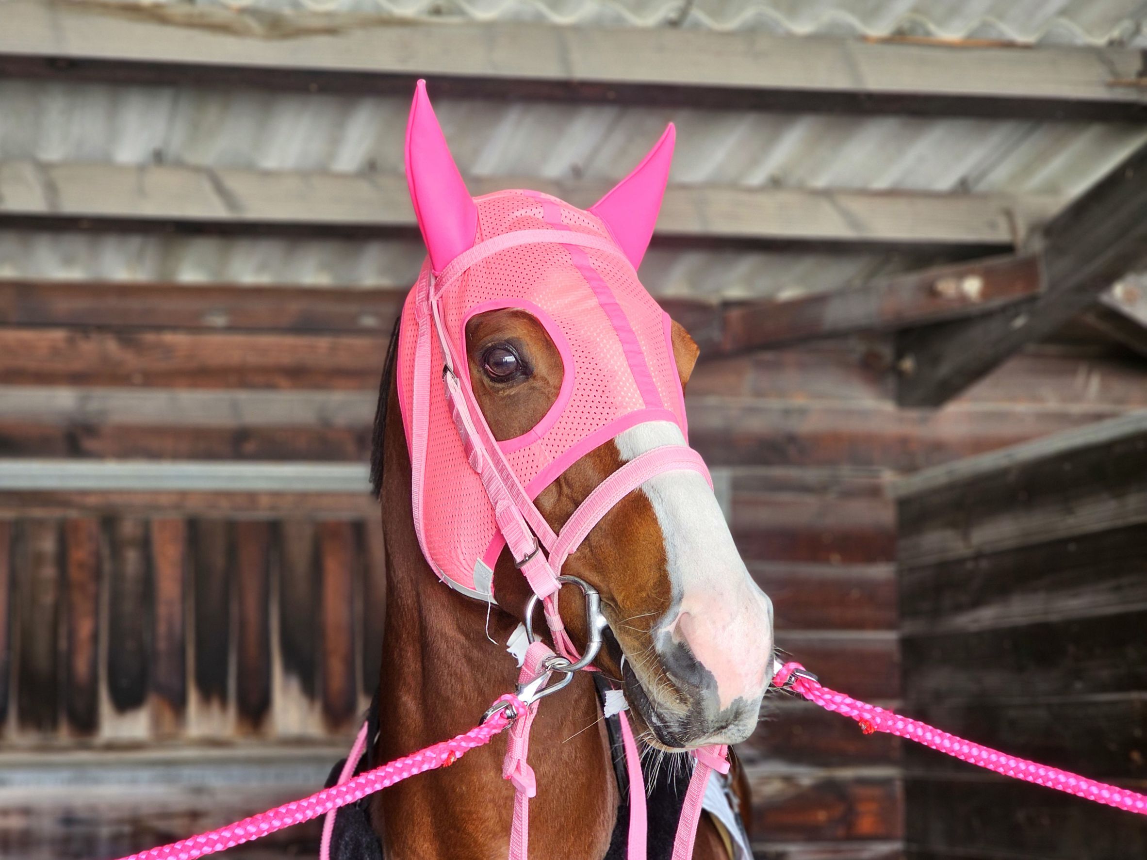 メフィストのサブ画像