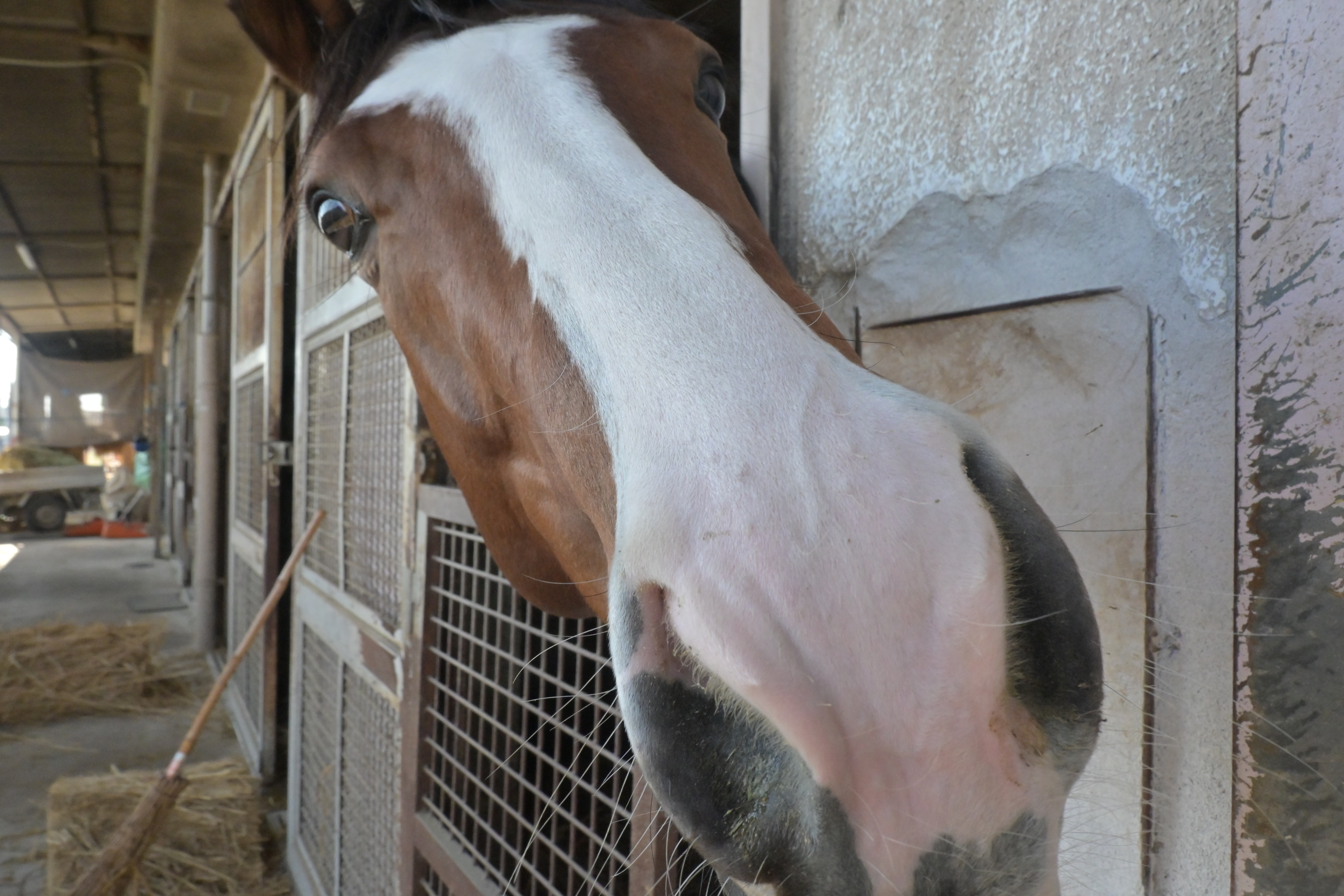 メフィストのサブ画像