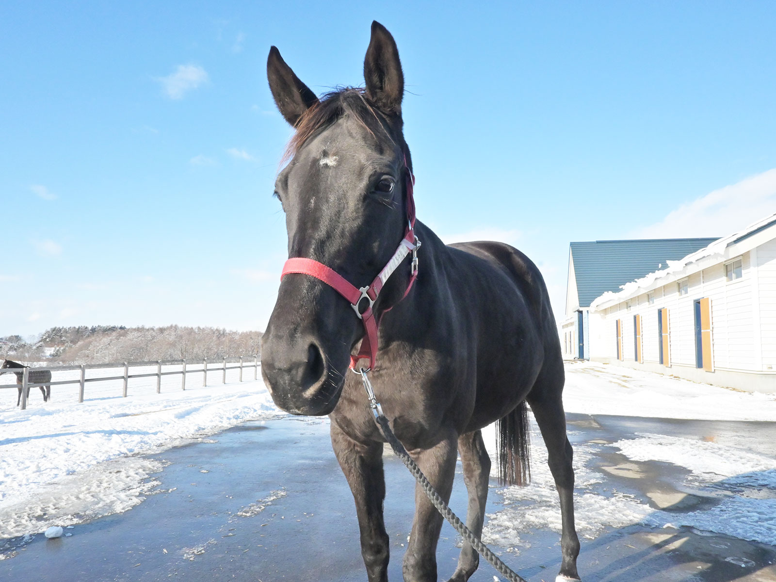 アーテルアストレアの画像
