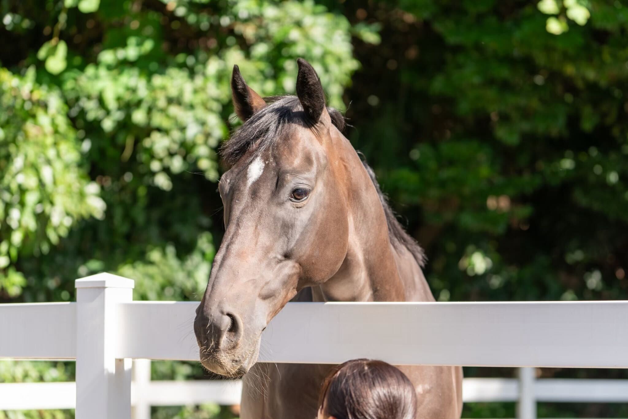 ミッキーブラック（幹桜）の画像