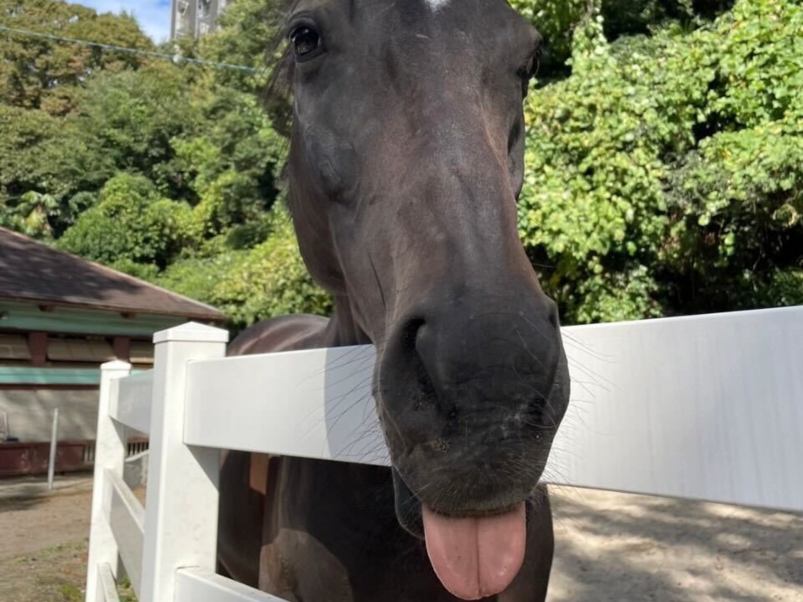ミッキーブラック（幹桜）のサブ画像