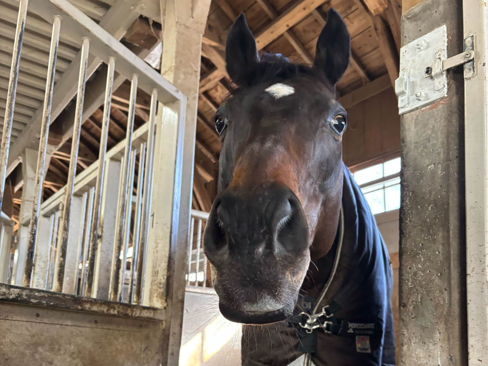 ミッキーブラック（幹桜）のサブ画像
