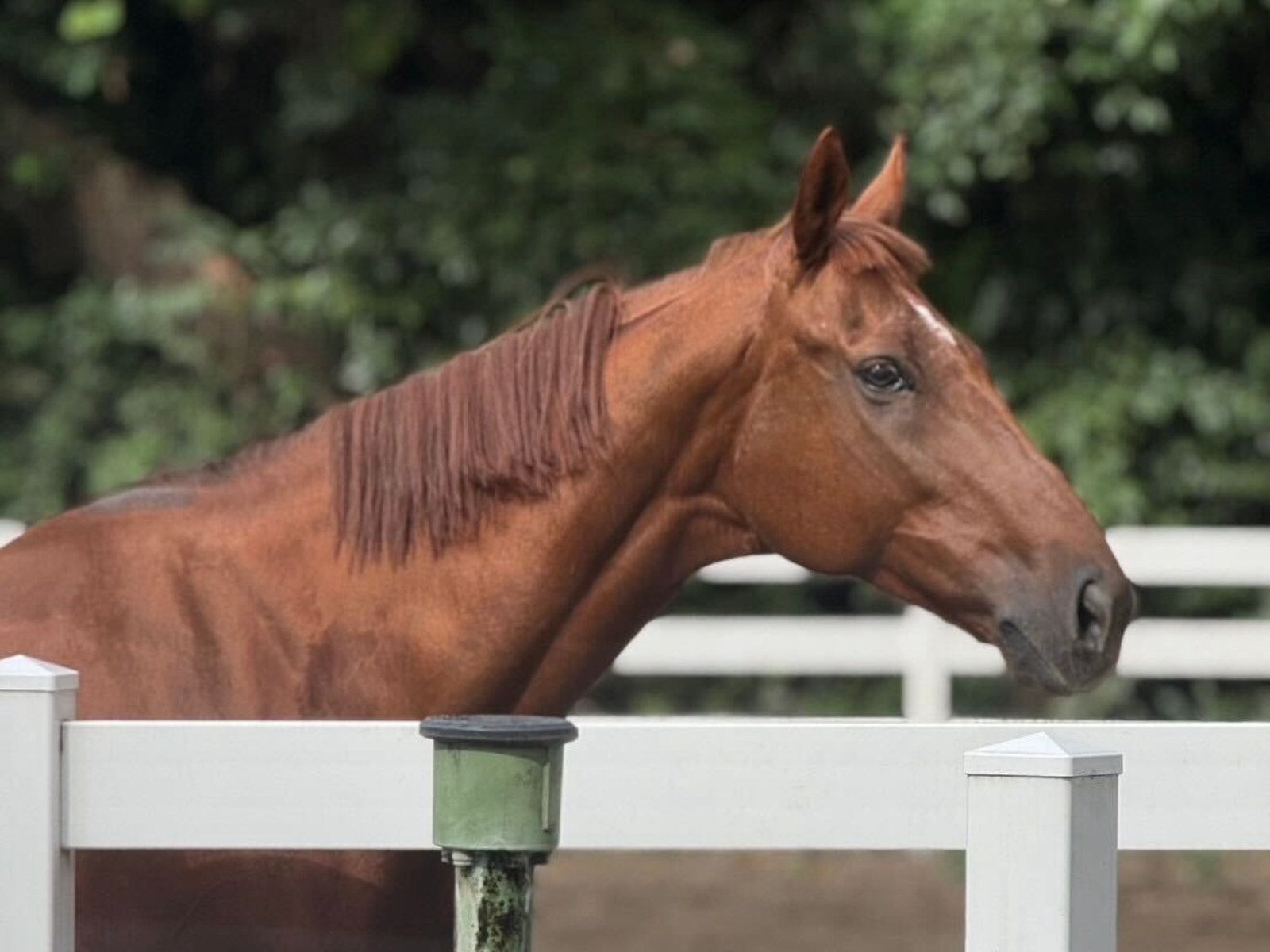 スマートリゲル(獅桜)の画像