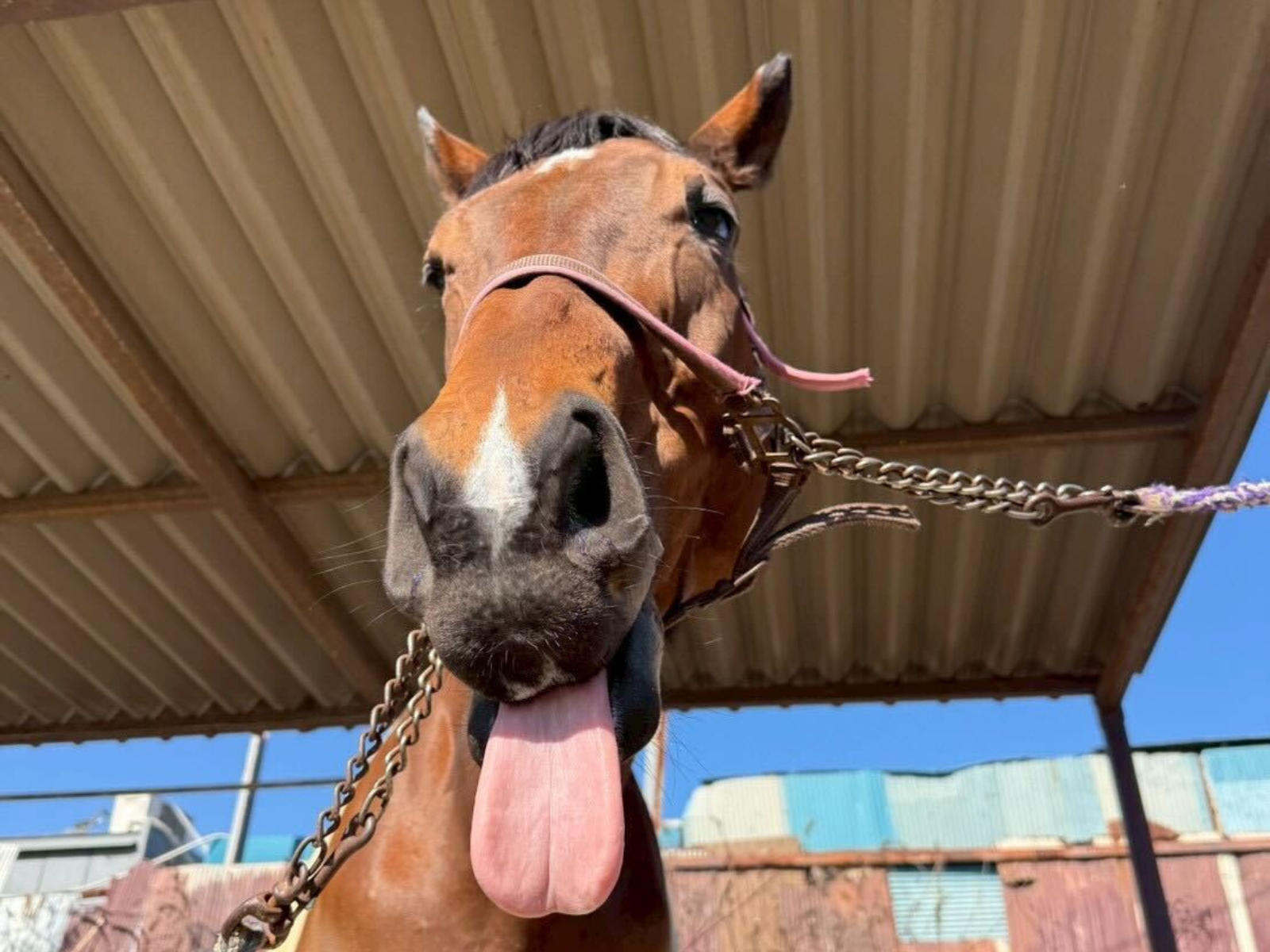 イエスサンキュー（秀桜）の画像