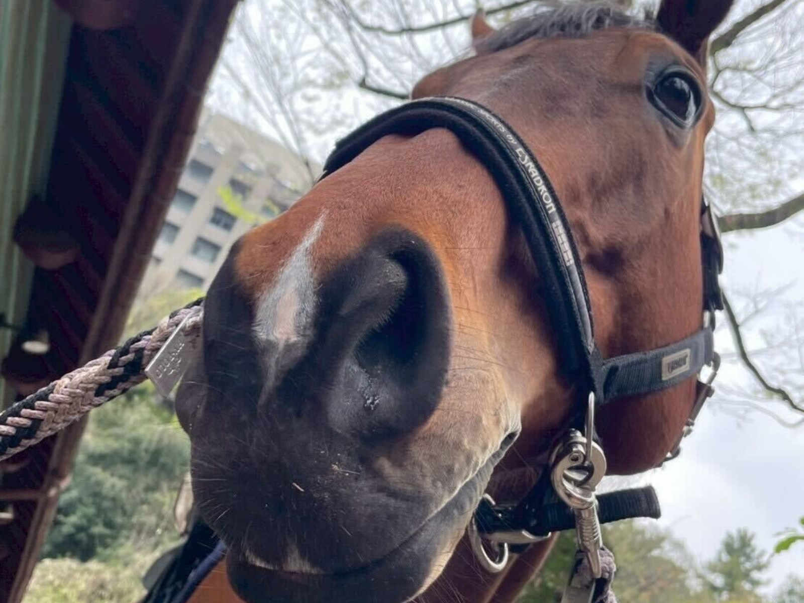 イエスサンキュー（秀桜）のサブ画像