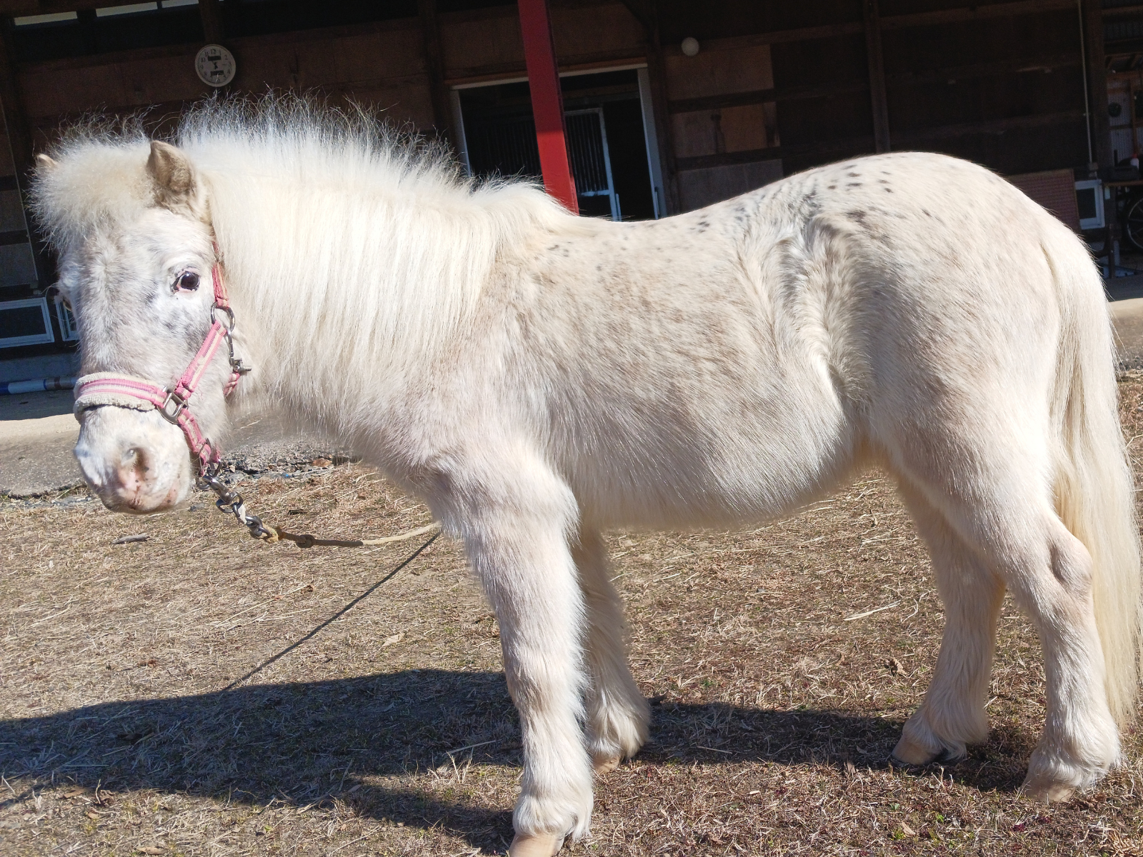 てんてん（テンミリリットル）のサブ画像