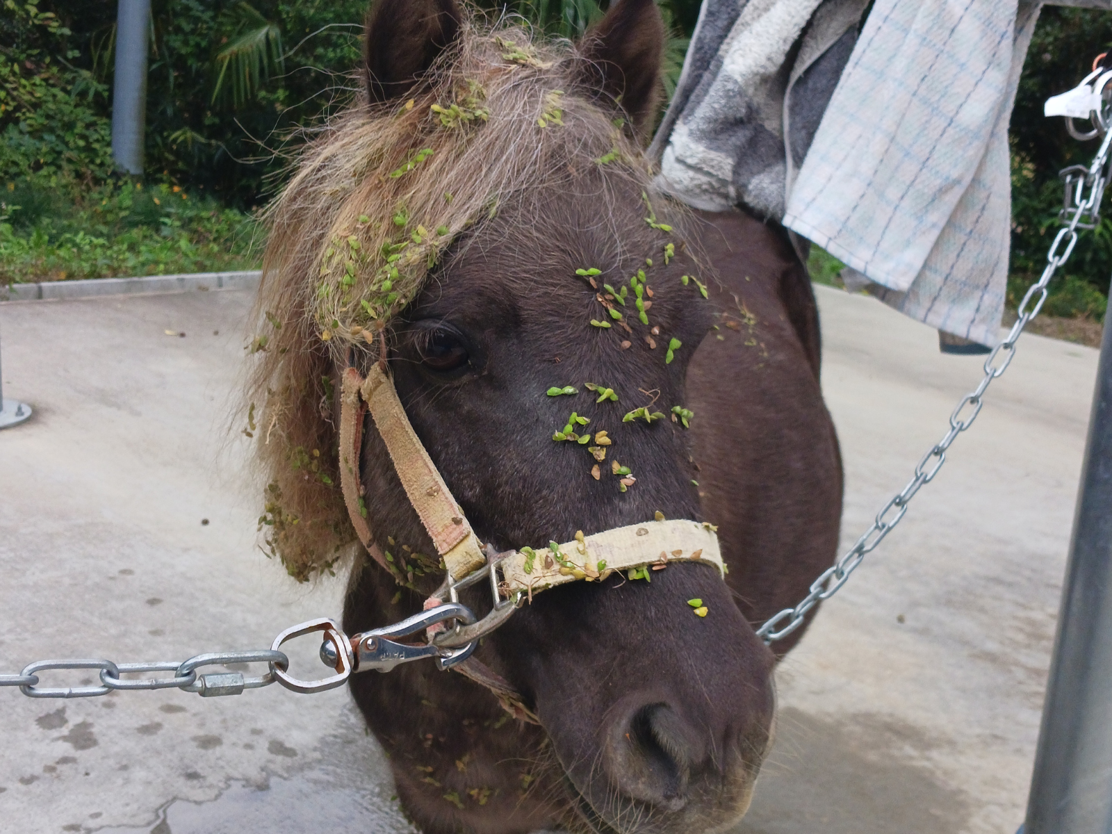 ちーびー（ミスターチービー）のサブ画像