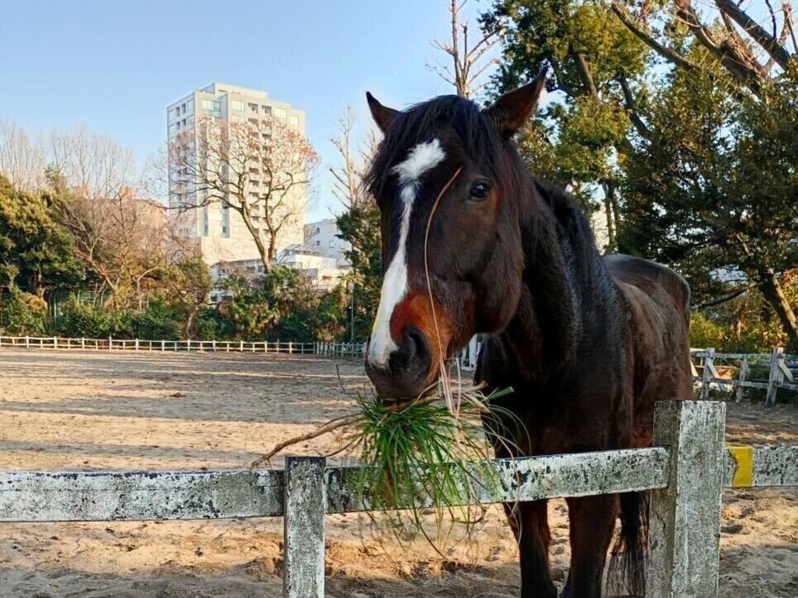 ムサシサカイ（武蔵桜）の画像