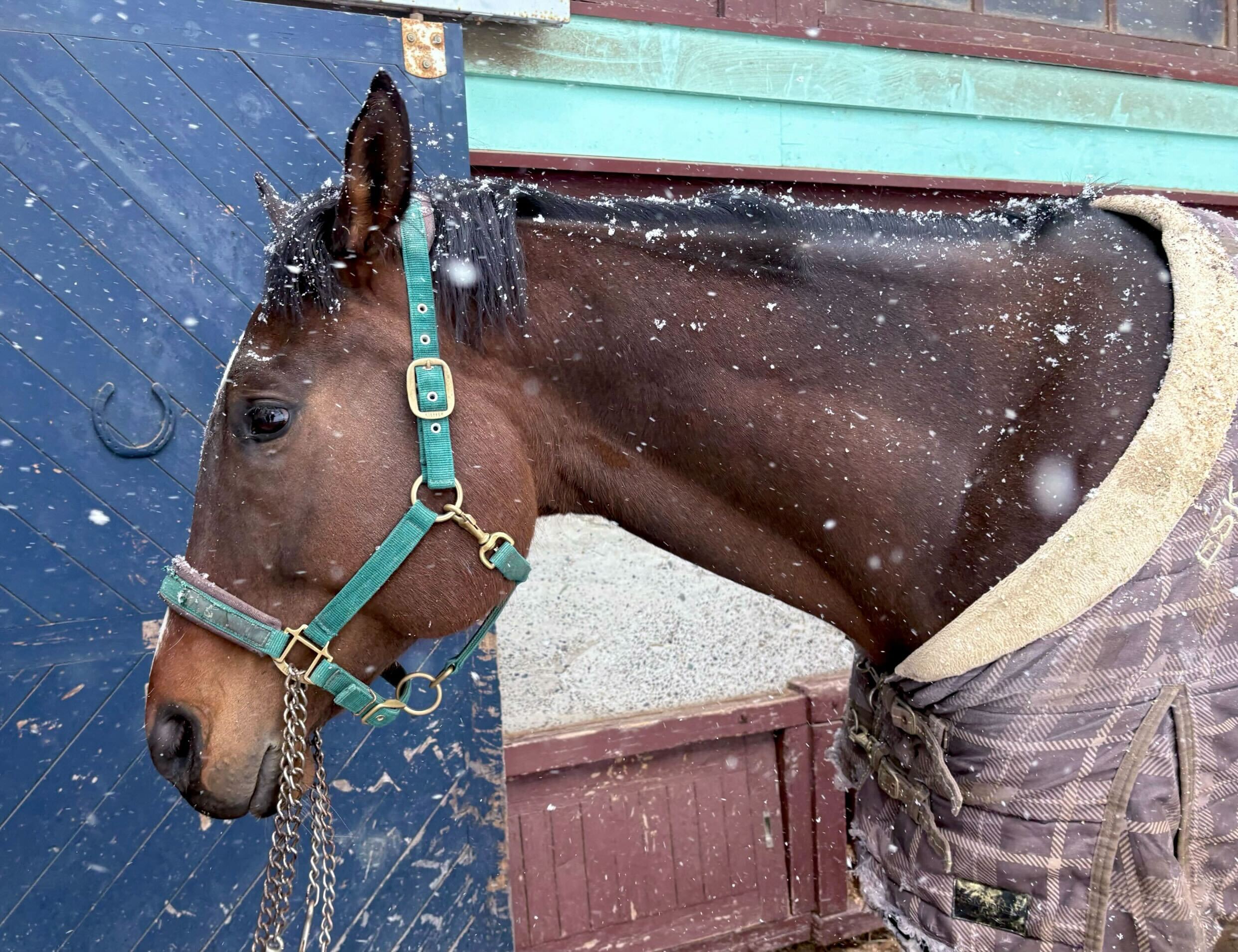 ムサシサカイ（武蔵桜）のサブ画像
