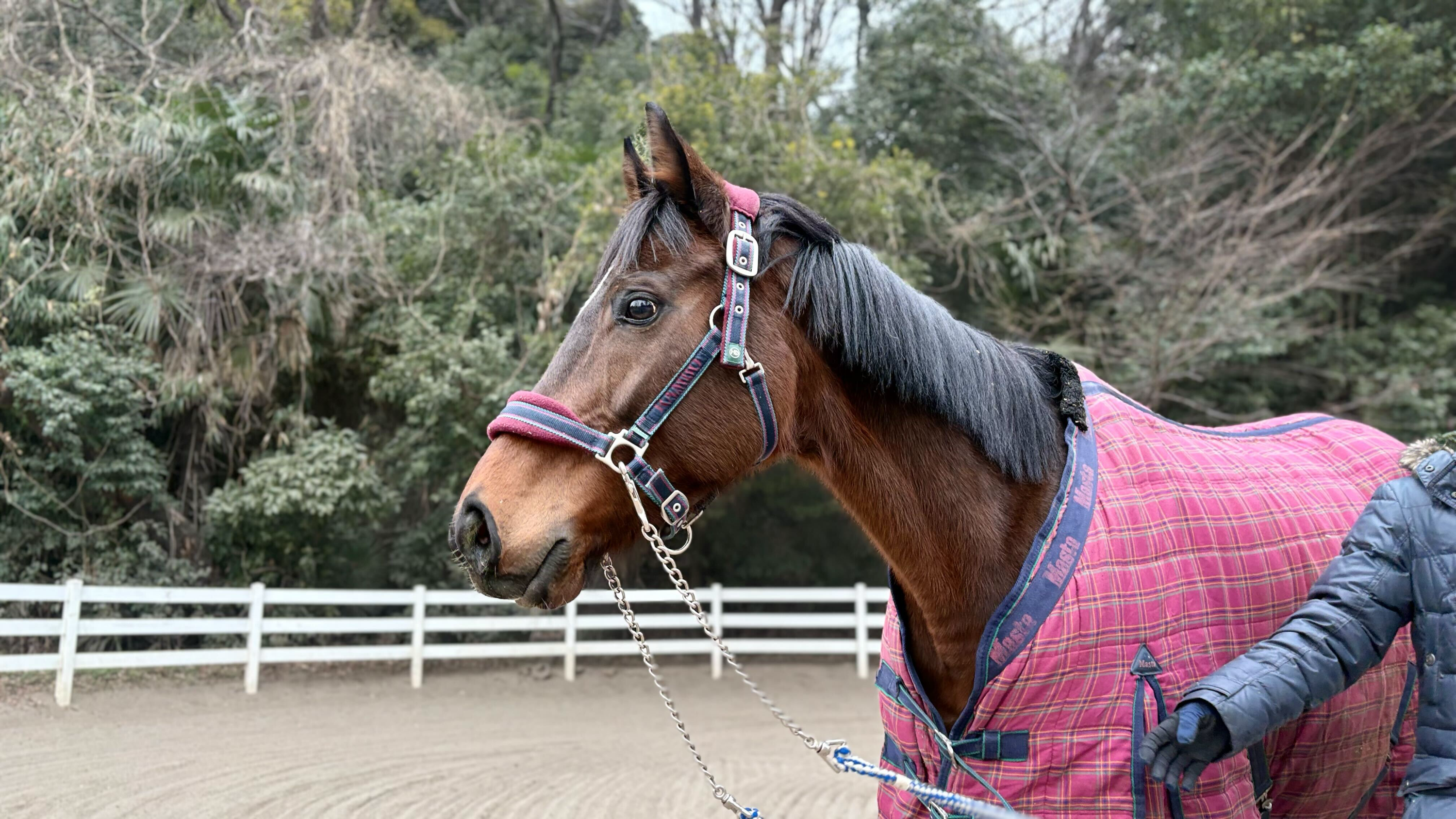 メイクミーラフ（千笑桜）の画像