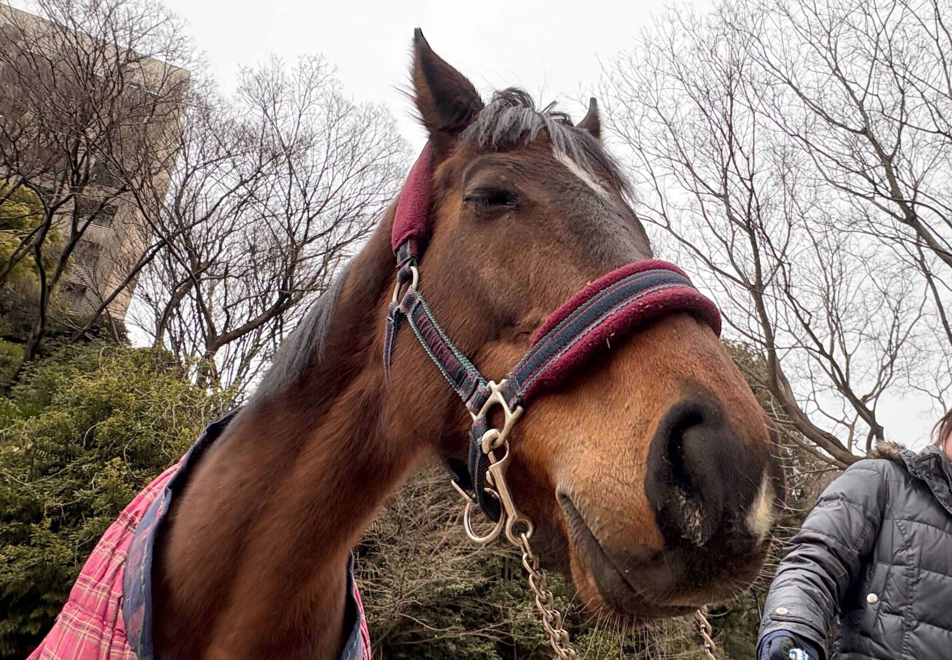 メイクミーラフ（千笑桜）のサブ画像
