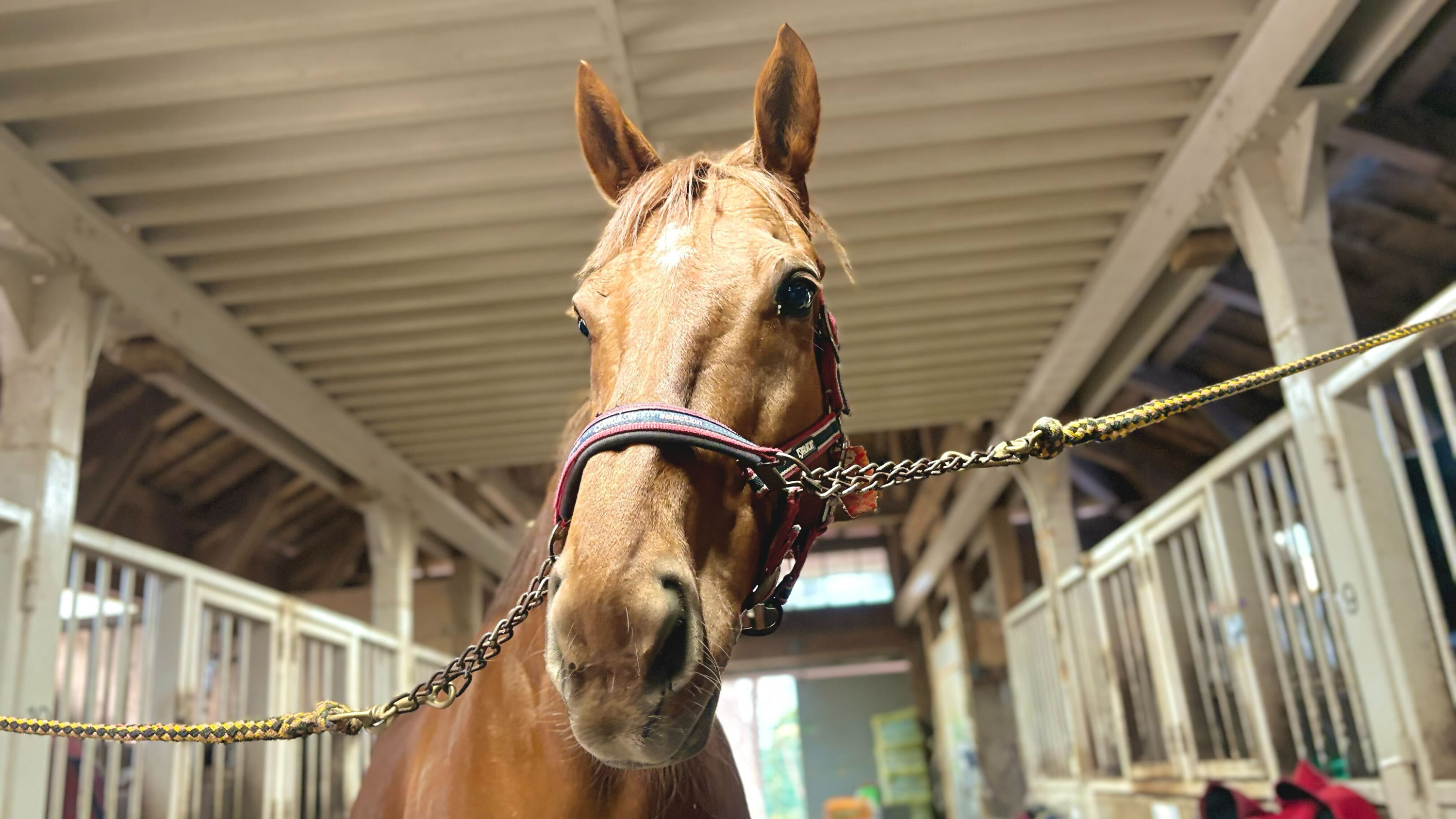 スマートリゲル(獅桜)のサブ画像