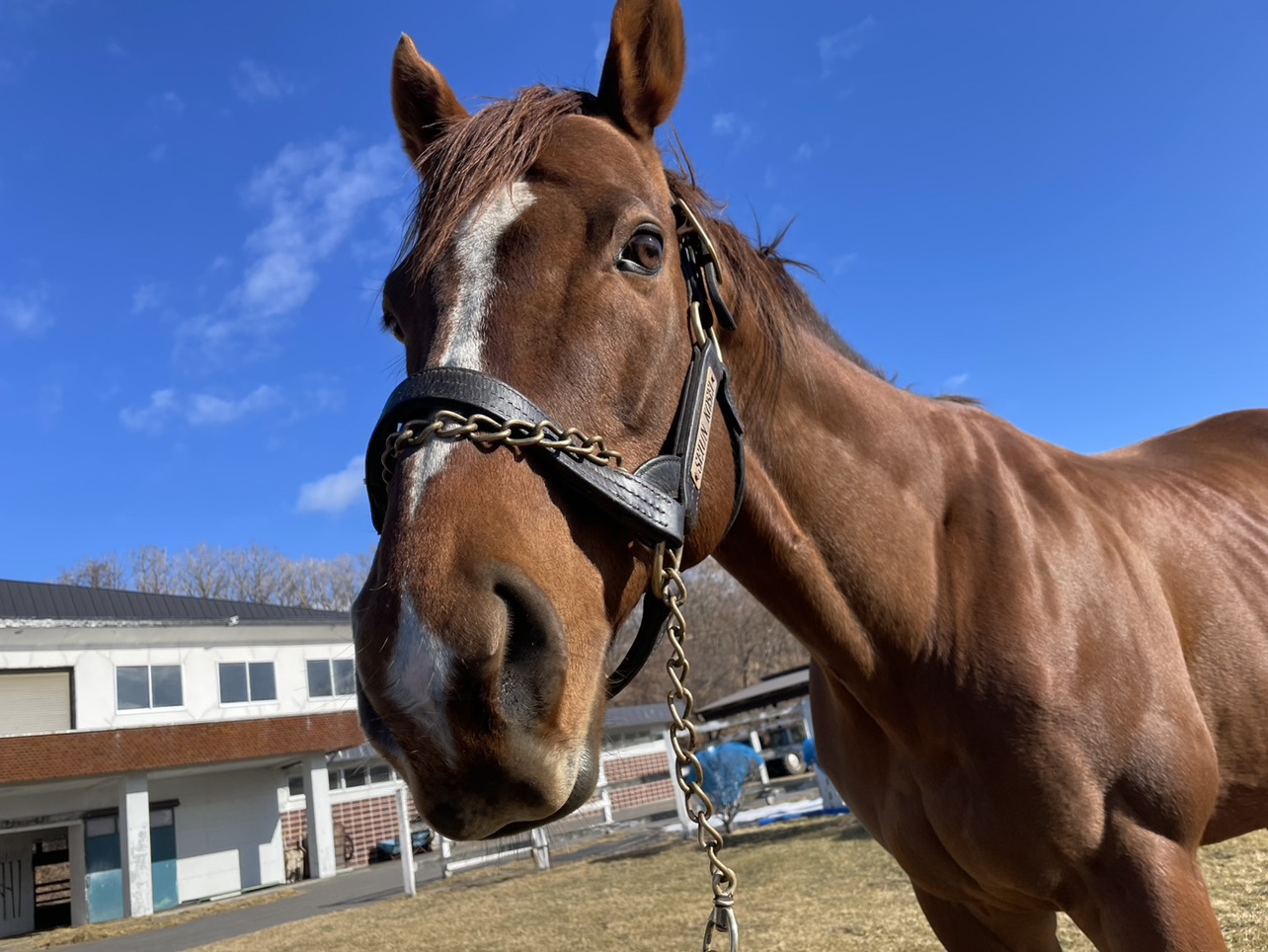 セイウンコウセイの画像