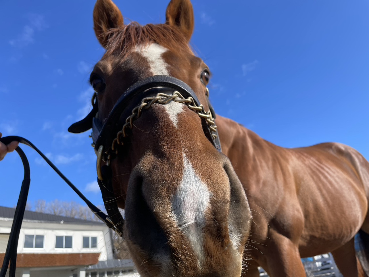 セイウンコウセイのサブ画像