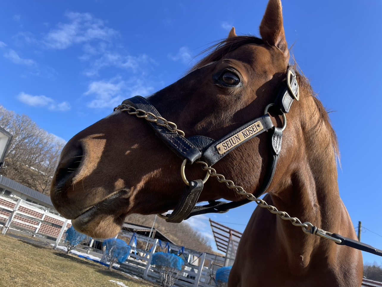 セイウンコウセイのサブ画像