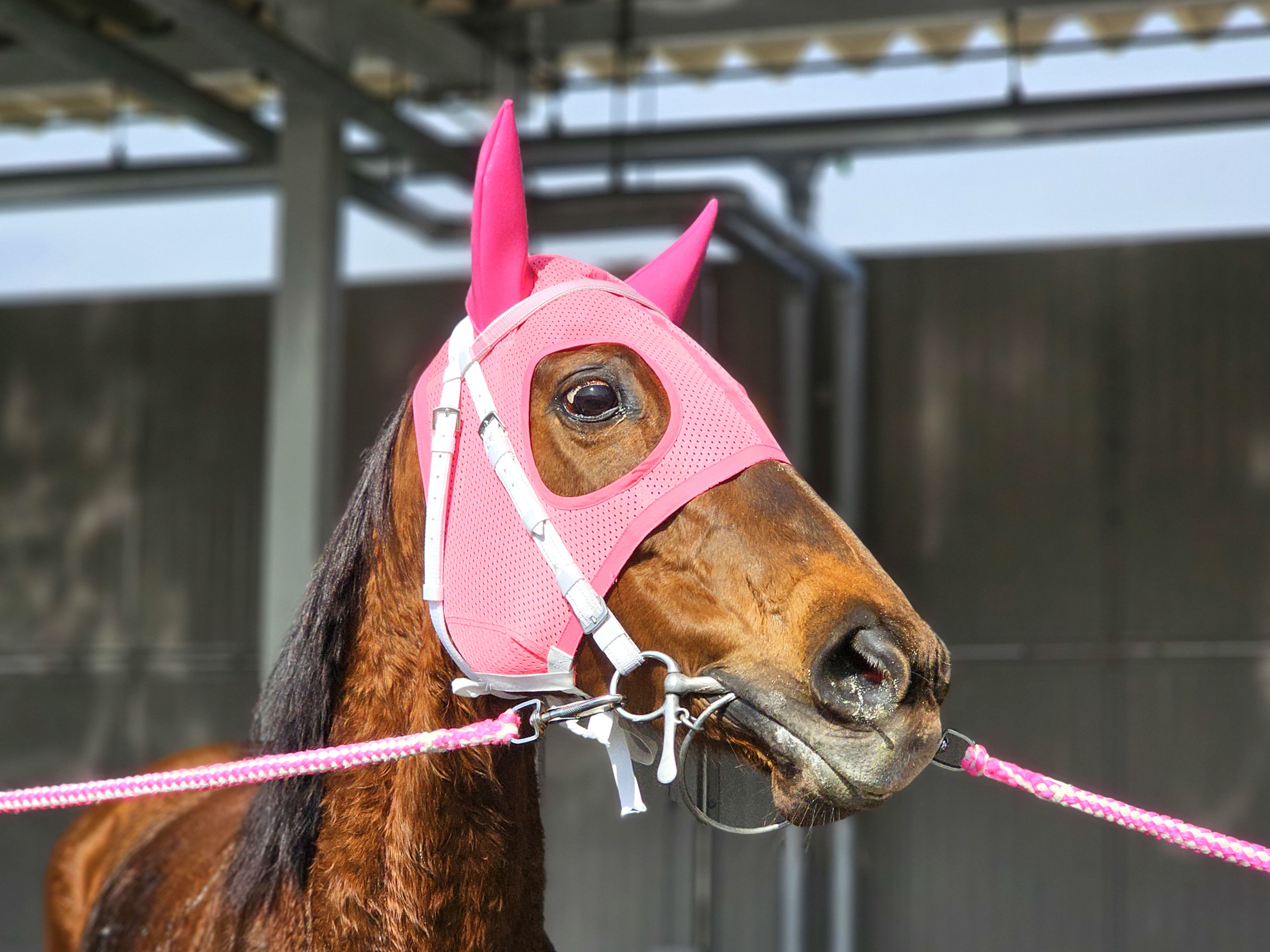 ローザーブルーのサブ画像