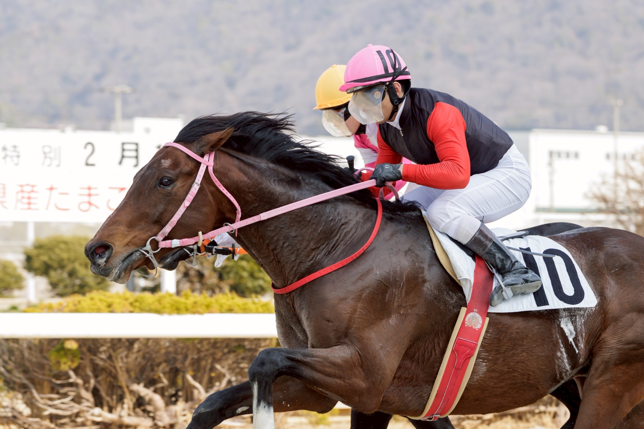 アークリオーソの画像