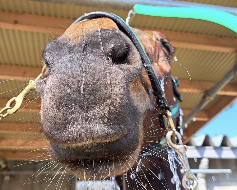 ユウガオ(コスモユウチャン）のサブ画像
