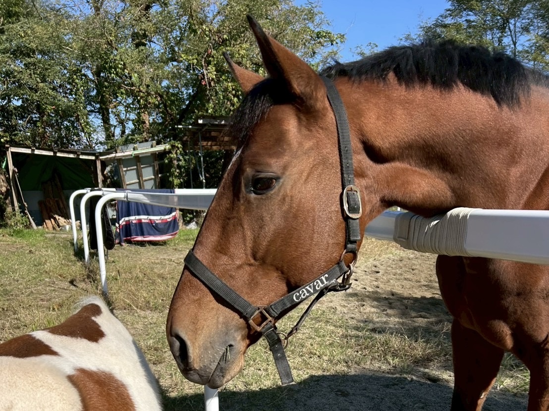 ノースアリュールの画像