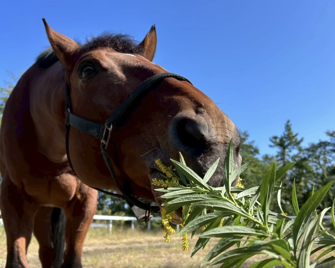 ノースアリュールのサブ画像