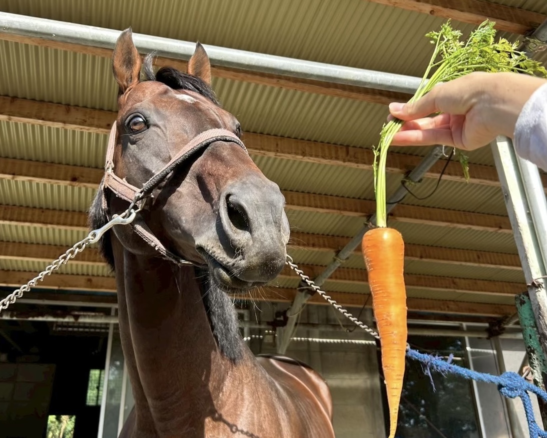 ユズレモンの画像
