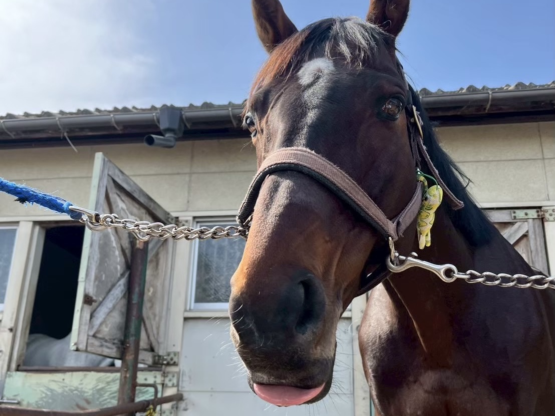 ユズレモンのサブ画像