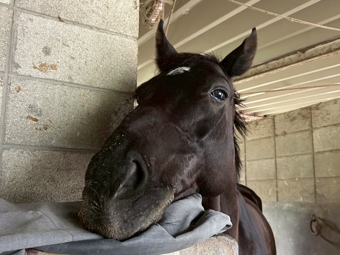 アジュールローズの画像