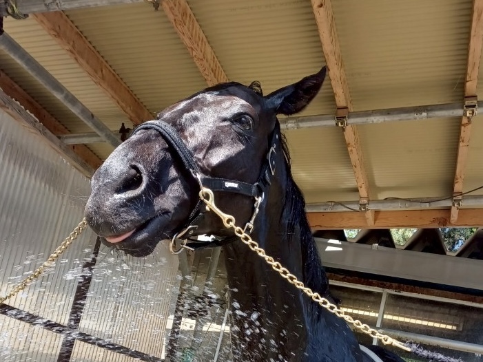 アジュールローズのサブ画像