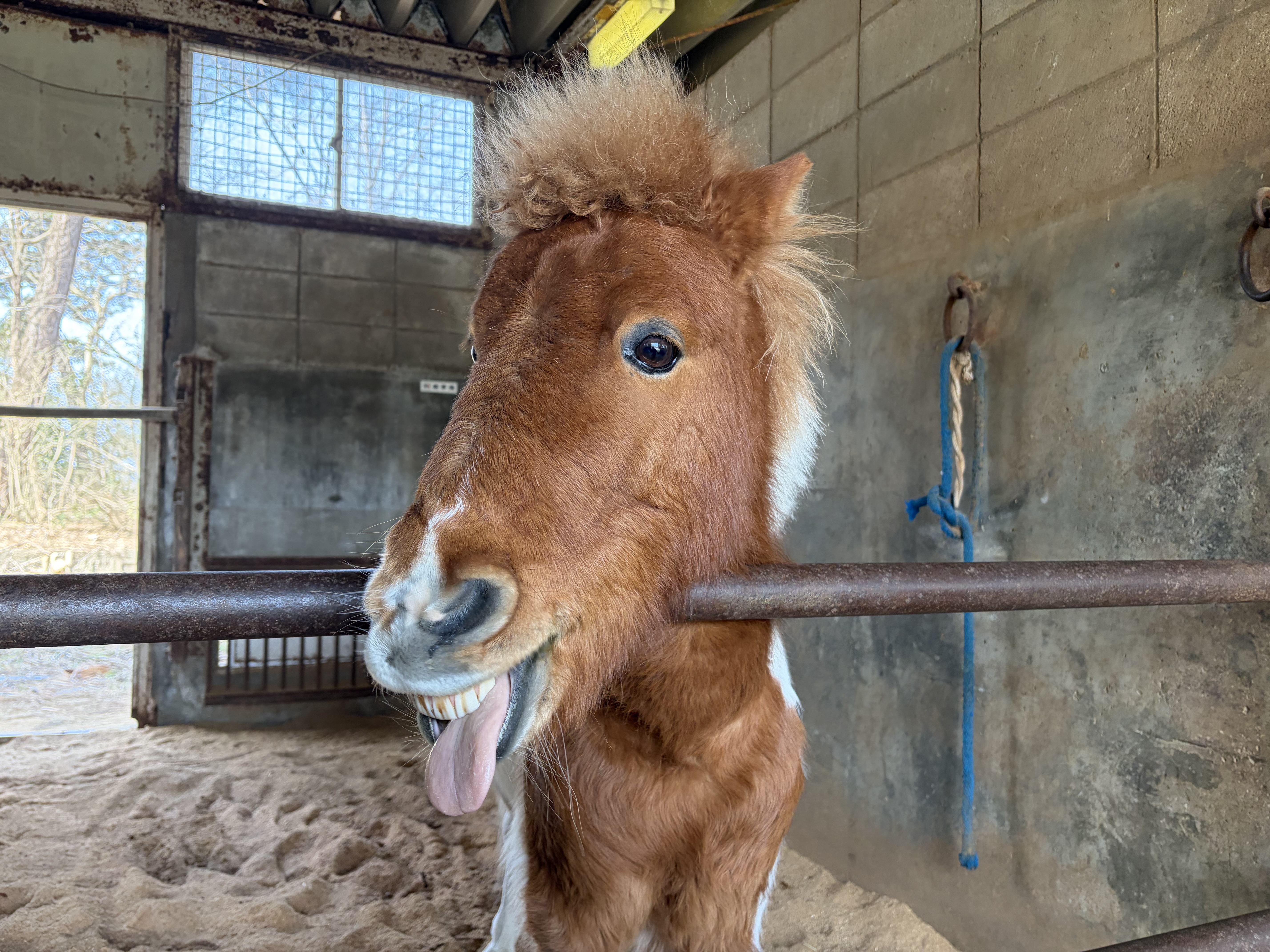 はっぴーの画像